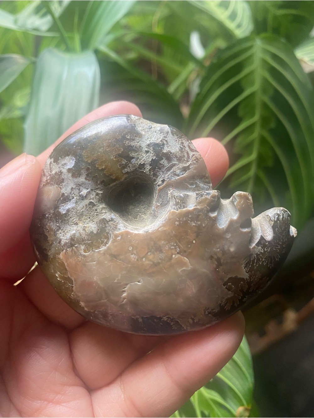 Natural Polished Agatized Ammonite Pendant - Brown and Gray